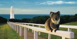 CroppedImage270137-4d9158826f3e2_788_capeotwaylightkoala-large