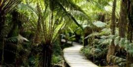 CroppedImage270137-4d915891c4373_788_bunyip-tours-rainforest