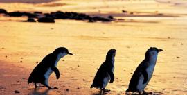 CroppedImage270137-4e66a267bf613_1098_penguin-3