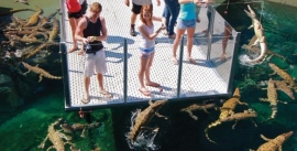 CroppedImage270137-4eaf8f0bce559_179_fish4crocs