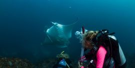 Manta Ray and Diver preview
