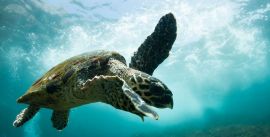 Turtle 9 preview