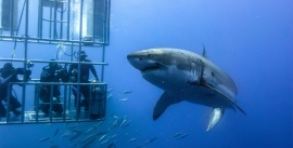 cage dive